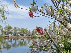 -无锡蠡湖国家湿地公园-蠡园