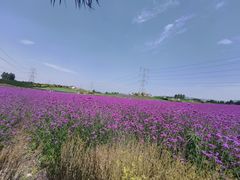 -紫颐香薰山谷景区