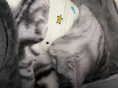 -纳吉亚猫专科动物诊疗中心(蒋宅口分院)