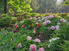 -莲花池公园