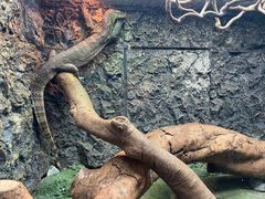 -广州长隆飞鸟乐园