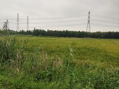 -广富林郊野公园
