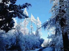 -金鼎雪山牦牛杂火锅(理县总店)