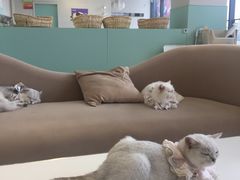 -怪兽屋·羊驼·猫咖·狗咖(俊华广场店)