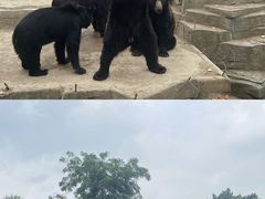 -沈阳森林动物园