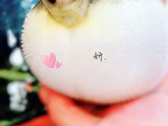 -肆月河豚·新淮扬(金融街店)