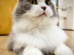 -1013 PET SHOP精品宠物商店(丁香店)