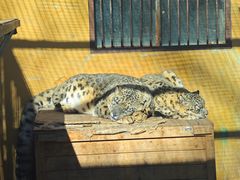 -青藏高原野生动物园