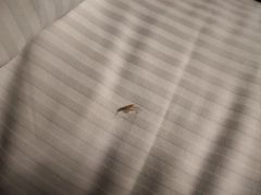 -广州天河希尔顿酒店