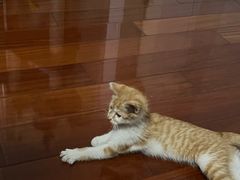 -宠颐生宠物医院·心肾内科·猫专科诊疗中心宠巢店