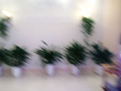 -碧莲盛·不剃发植发