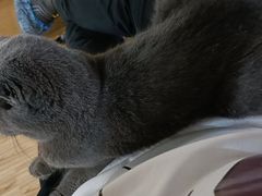 -松果猫咖(桐乡吾悦金街店)