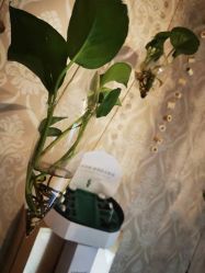 -莱可美科技美肤