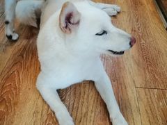 -柴犬高等学院·狗咖·柴犬售卖·宠物训练