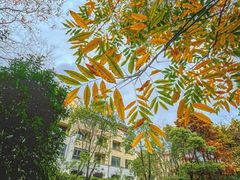 -上海崇明金茂凯悦酒店