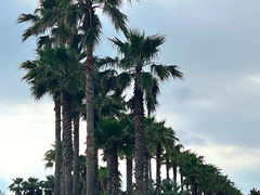 -西归浦每天偶来市场