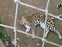 -西霞口神雕山野生动物世界