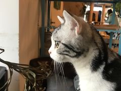 -共舞时光猫咖·狗咖(新街口店)