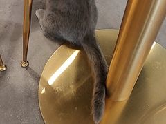 -飞行喵MR PILOT|猫舍·猫咖(静安大融城店)