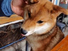 -柴犬高等学院·狗咖·柴犬售卖·宠物训练