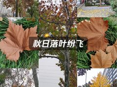 -重庆彩云湖湿地公园