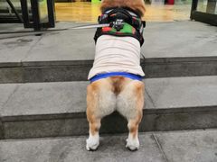 -西安京西宠物医院·瘫痪·疑难杂症