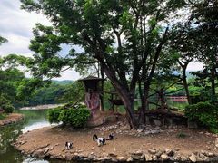 -清迈夜间动物园