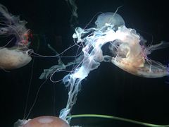 -成都浩海立方海洋公园