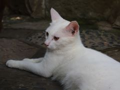 -西园寺