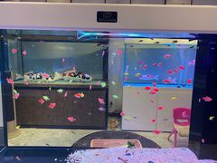 -山东柏宁水族批发广场