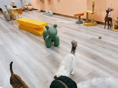 -BABIT巴比特宠物(MOMOPARK店)