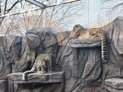 -青藏高原野生动物园