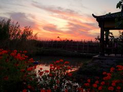 -樂桃源奉贤黄桃种植采摘基地