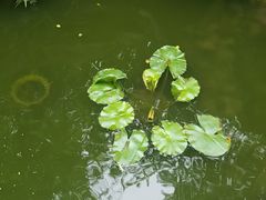 -金科花卉市场