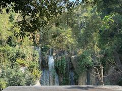 -西双版纳原始森林公园