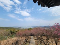-香雪海