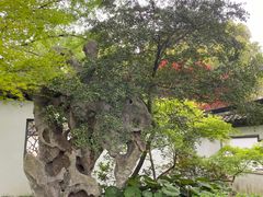 -上海醉白池公园