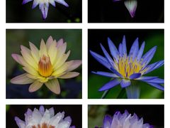 -国家植物园南园