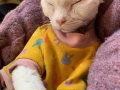 -猫腻·猫咖·撸猫馆(星光大道店)