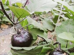 -万源龙顺度假庄园生态观光园