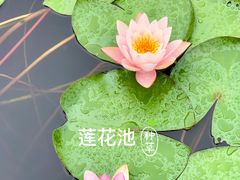 -昆山城市生态森林公园