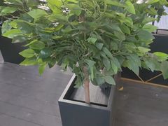 -华夏良子·足道SPA艾灸(王府井店)