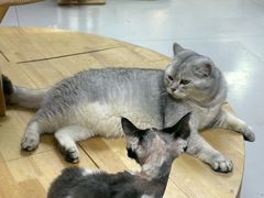 -上海大自然野生昆虫馆(东方明珠·爬宠昆虫探索中心)