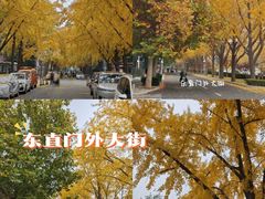 -三里屯东五街银杏大道