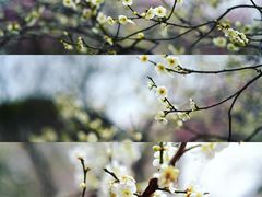 -无锡梅园公园