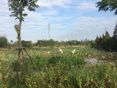 -上海长兴岛郊野公园