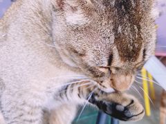 -喵屿·大理花园猫咖