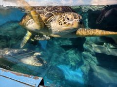 -烟台海昌鲸鲨海洋公园
