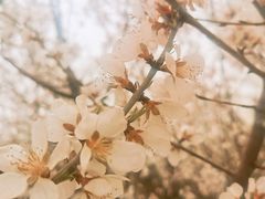 -桃花堤公园