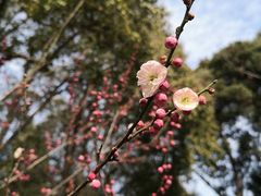 -无锡梅园公园